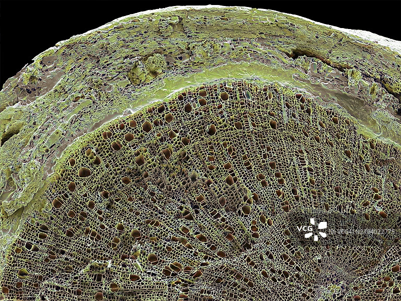 木质茎截面，扫描电子显微镜图像图片素材
