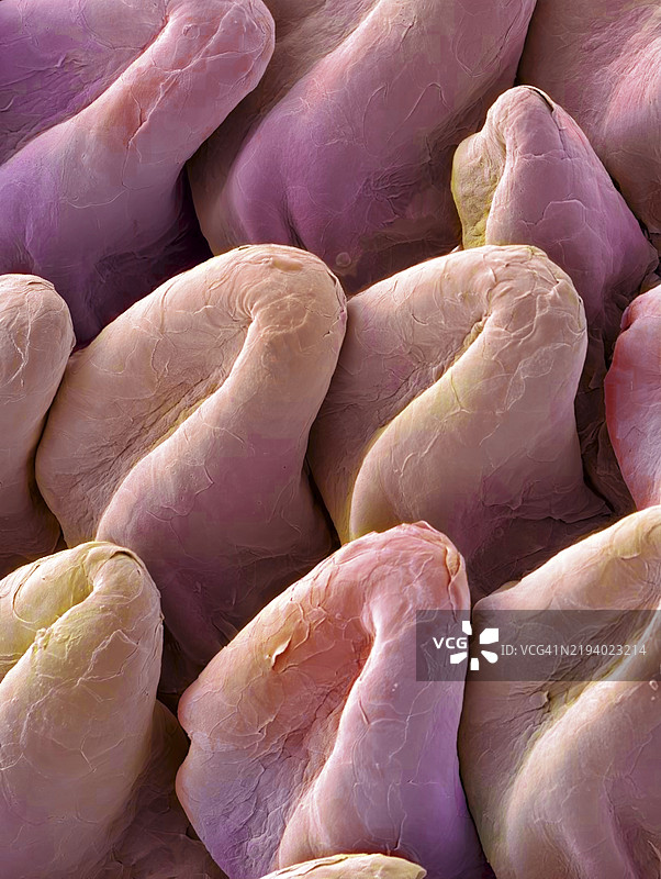 猫的舌头，扫描电子显微镜图像图片素材