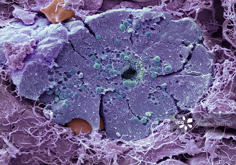 胰腺，扫描电子显微镜图像图片素材