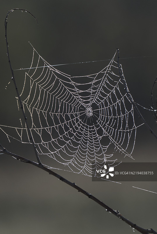 带露水的蜘蛛网图片素材