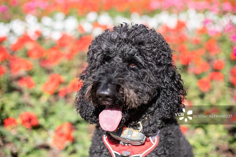 欧洲生活方式图片，狗狗的爱图片素材