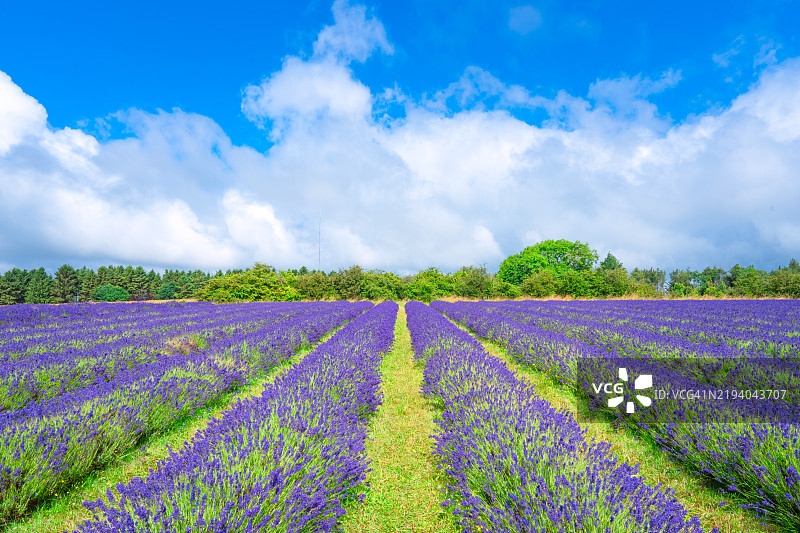 科茨沃尔德的薰衣草田在阴云密布的天空下盛开图片素材
