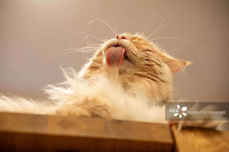 奢华的猫咪肖像图片素材