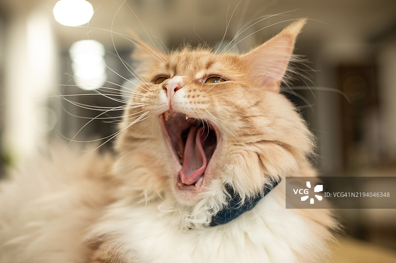 奢华猫咪肖像 - 大哈欠图片素材