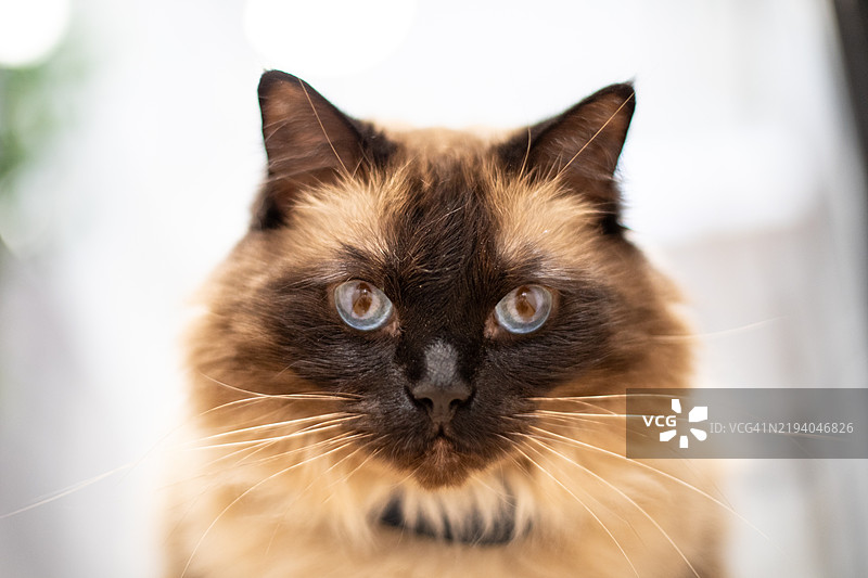 奢华猫咪肖像：深邃的猫眼凝视图片素材