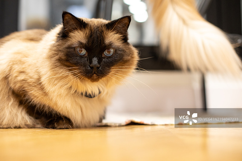 豪华猫咪肖像/家中的布偶猫图片素材