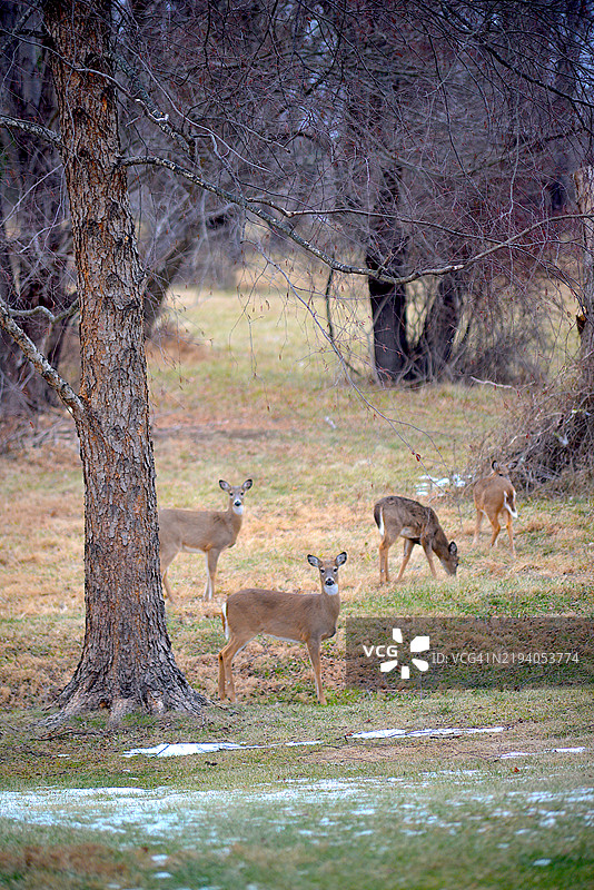 白尾鹿图片素材