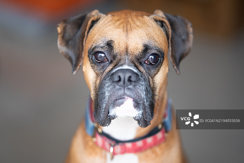 欧洲的宠物，拳师犬特写图片素材