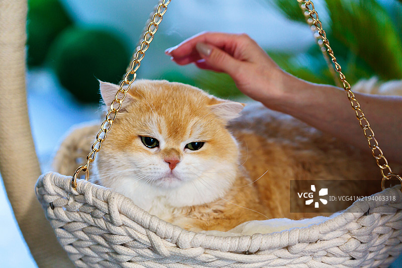 橘猫在篮子里享受温柔的呵护图片素材