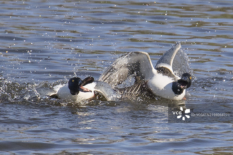 雄性北方铲嘴鸭追逐对手图片素材