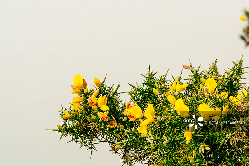 盛开的荆豆灌木，鲜艳的黄色花朵映衬着柔和的背景图片素材