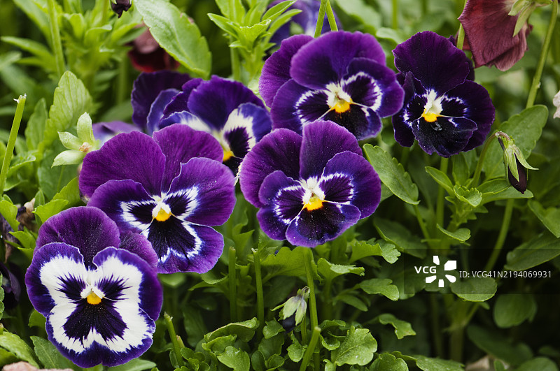 紫色和黄色的巨型面孔三色堇花丛图片素材