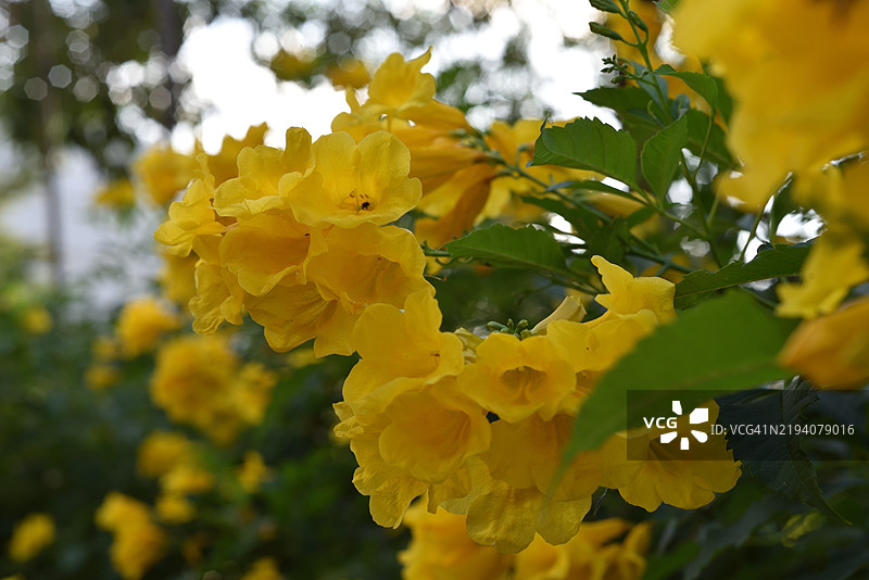黄花风铃木图片素材