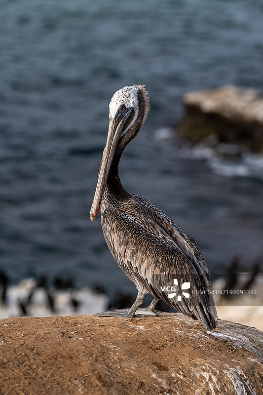 加州圣地亚哥海滩的棕色鹈鹕特写图片素材