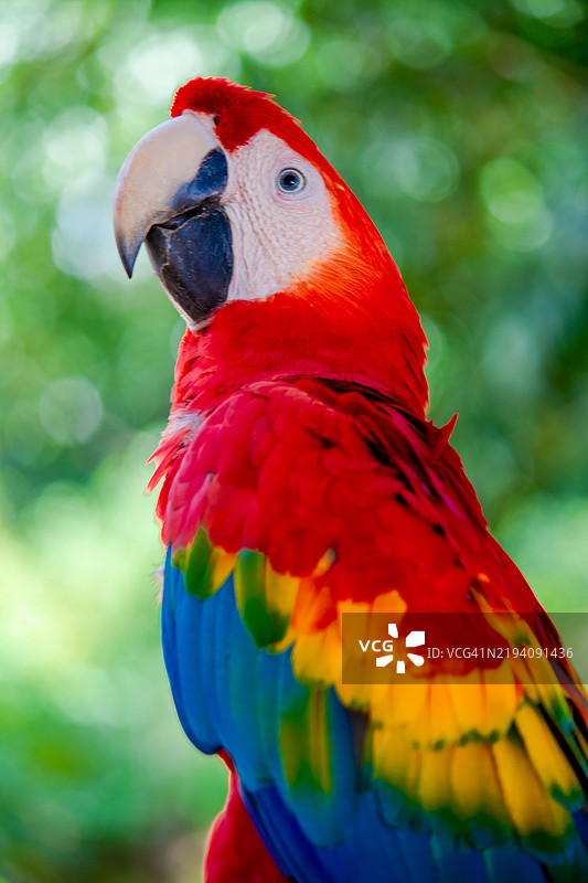 鹦鹉特写镜头图片素材