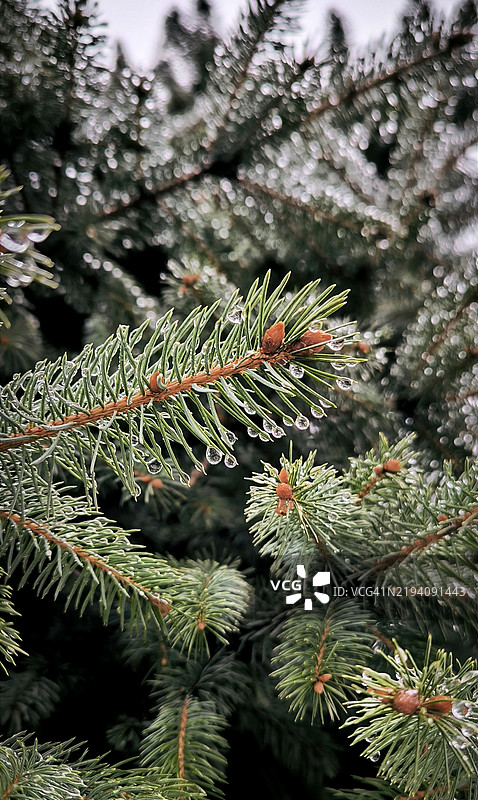 松树特写图片素材