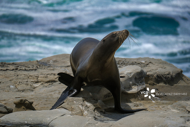 加州海狮在加利福尼亚州圣地亚哥海滩的岩石上特写图片素材