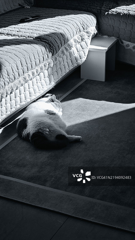 高角度视图的猫躺在地板上图片素材