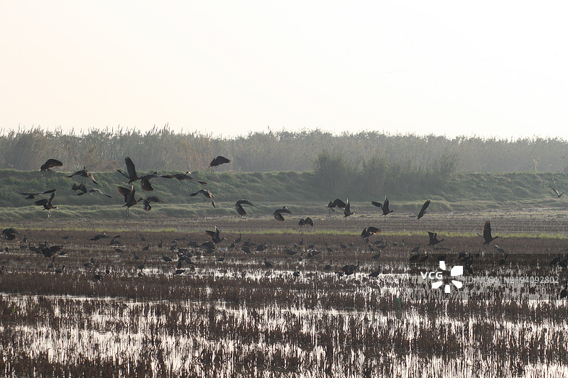 湿地的风景图片素材