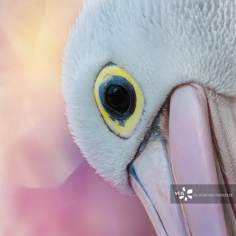 达尔马提亚鹈鹕图片素材