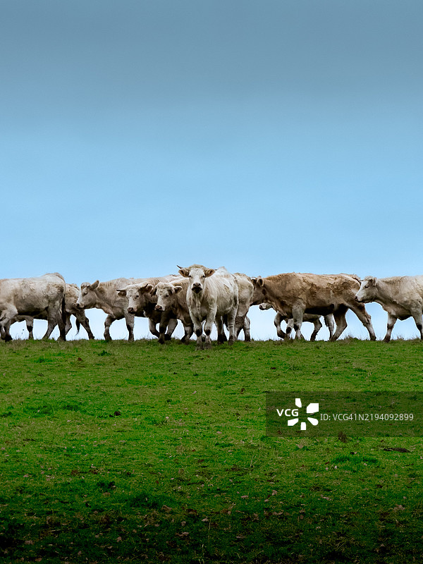 一群羊，法国图片素材