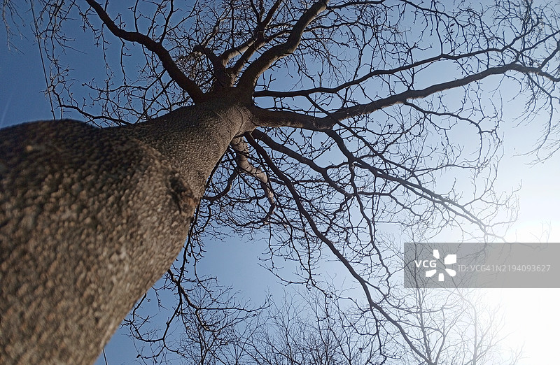 低角度视图的光秃树木与天空相对图片素材