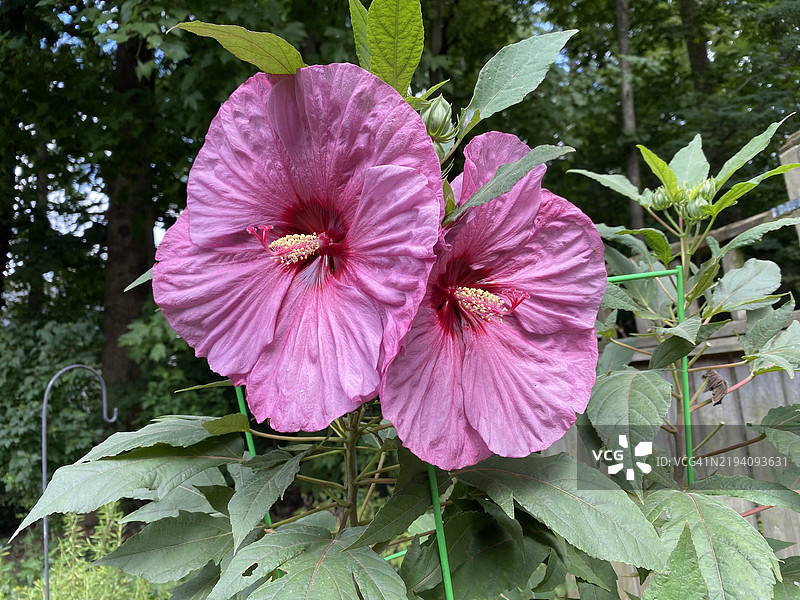 粉色花朵特写，北卡罗来纳州格林斯博罗，美国图片素材