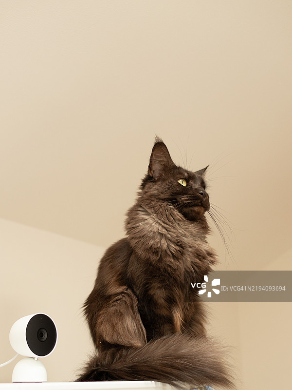 靠近墙壁坐着的猫，意大利维杰瓦诺图片素材