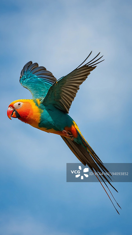 美丽的金刚鹦鹉在田野中飞翔的动作图片素材