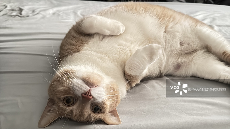 猫在床上蜷缩的特写，蒙特利尔，加拿大图片素材