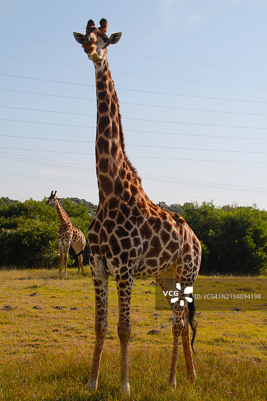 南非野生动物园中的长颈鹿图片素材