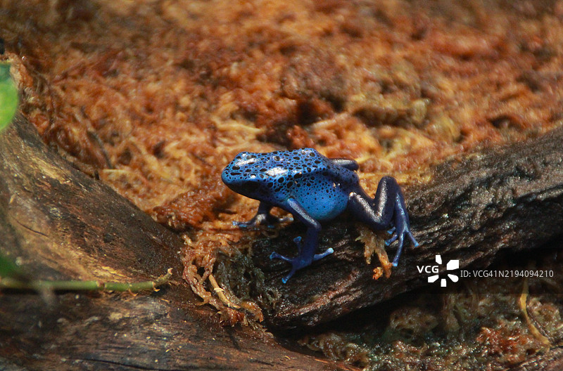 蓝色飞镖蛙栖息在一根木头上图片素材