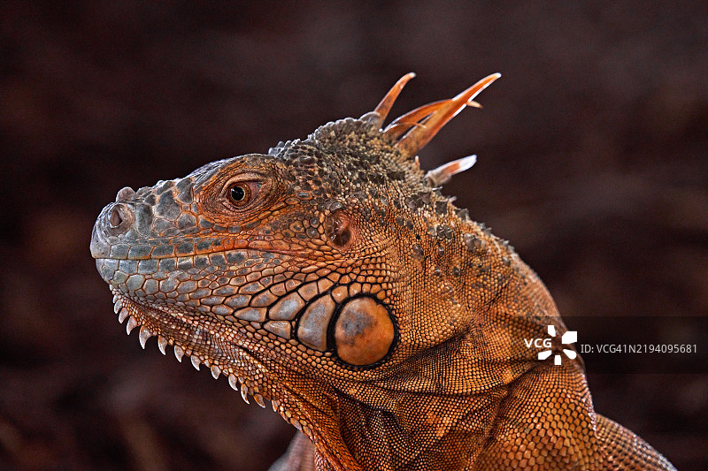 绿鬣蜥的特写镜头图片素材