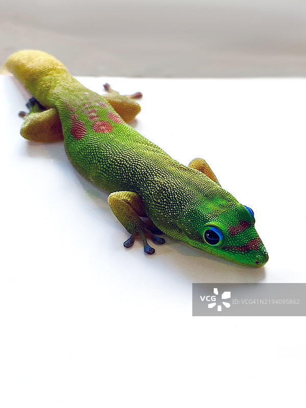 夏威夷，美国，白色背景上的壁虎特写图片素材