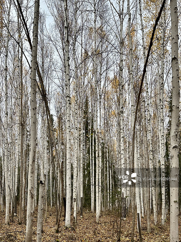 阿拉斯加，美国的森林中的树木图片素材