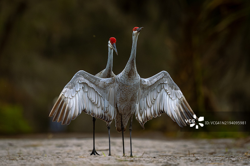 户外栖息的鹤特写，佛罗里达州莱克兰，美国图片素材