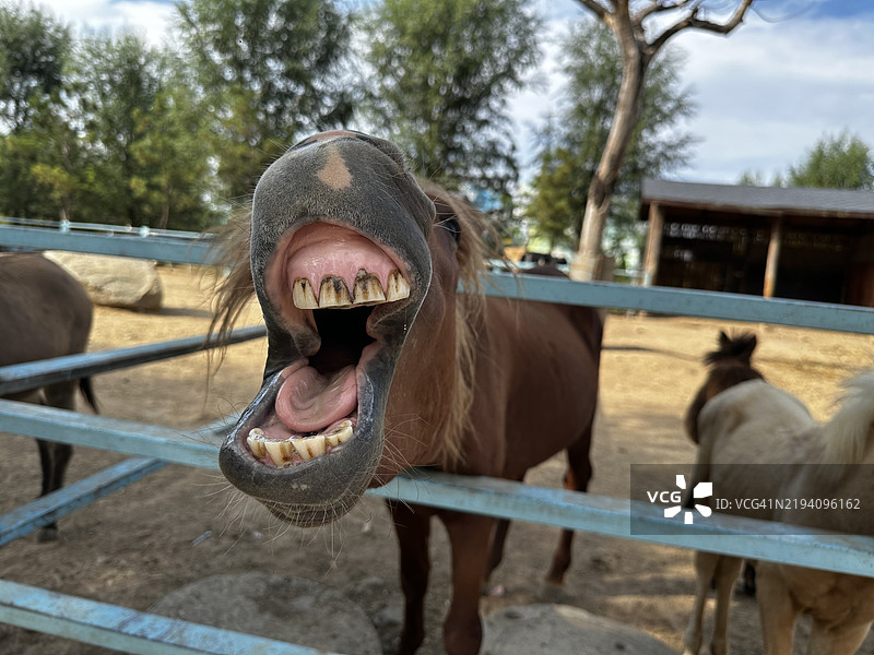 马的肖像，中国图片素材