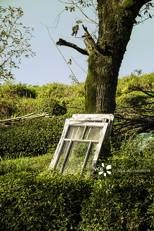 低角度视图的树木与天空，土耳其里泽图片素材