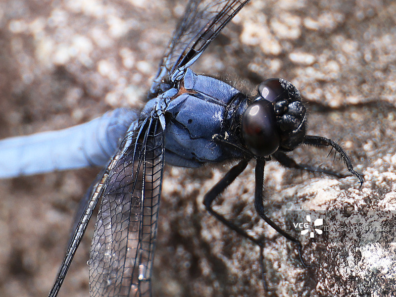 黑尾蜻蜓特写在古老的石基上图片素材