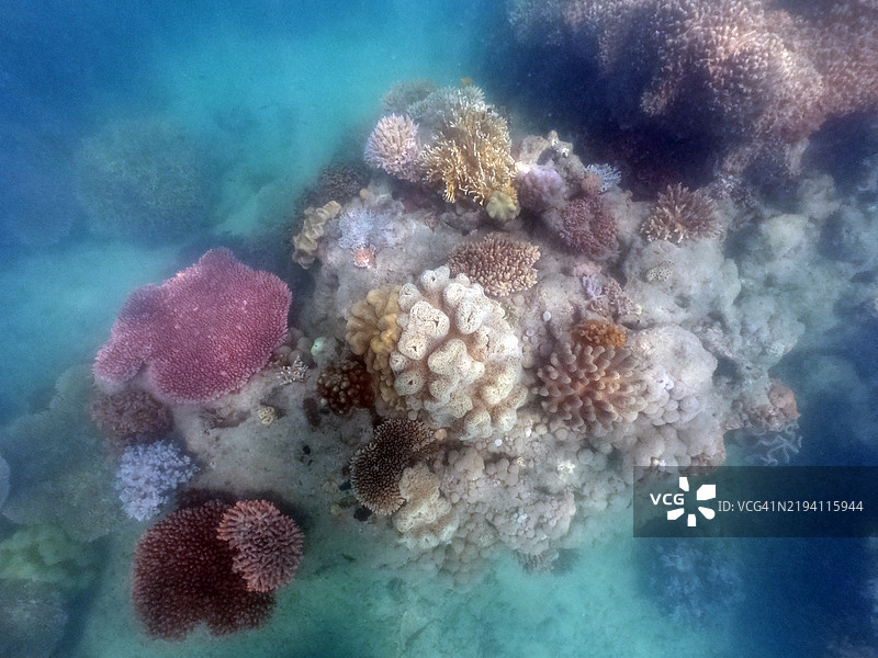 昆士兰澳大利亚大堡礁的水下海珊瑚图片素材