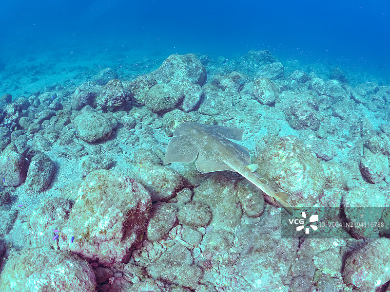 美丽的大型日本天使鲨，学名Squatina japonica。地点：静冈县南伊豆町的平藏滨海滩 - 2024年。图片素材