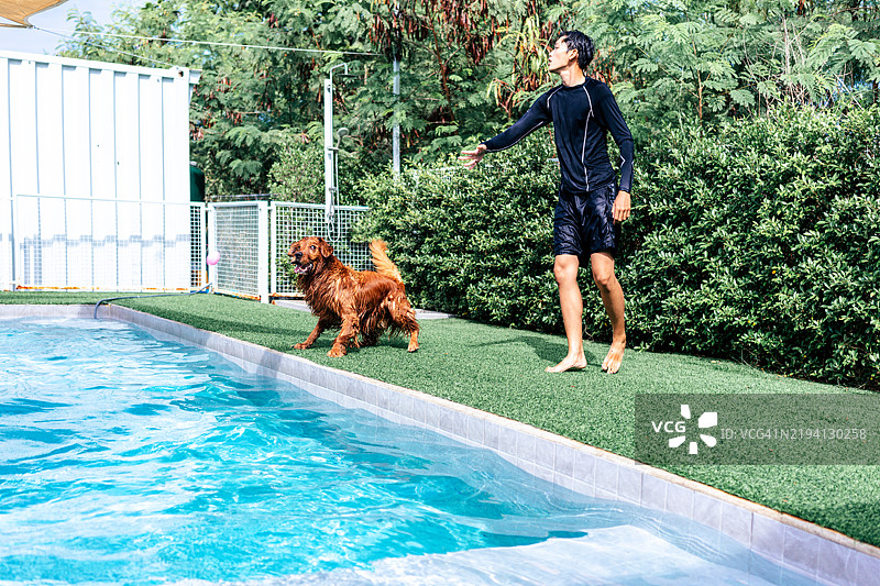 金毛寻回犬瞄准它最喜欢的玩具图片素材