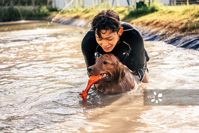金毛寻回犬在水中游泳，目标是它最喜欢的玩具图片素材
