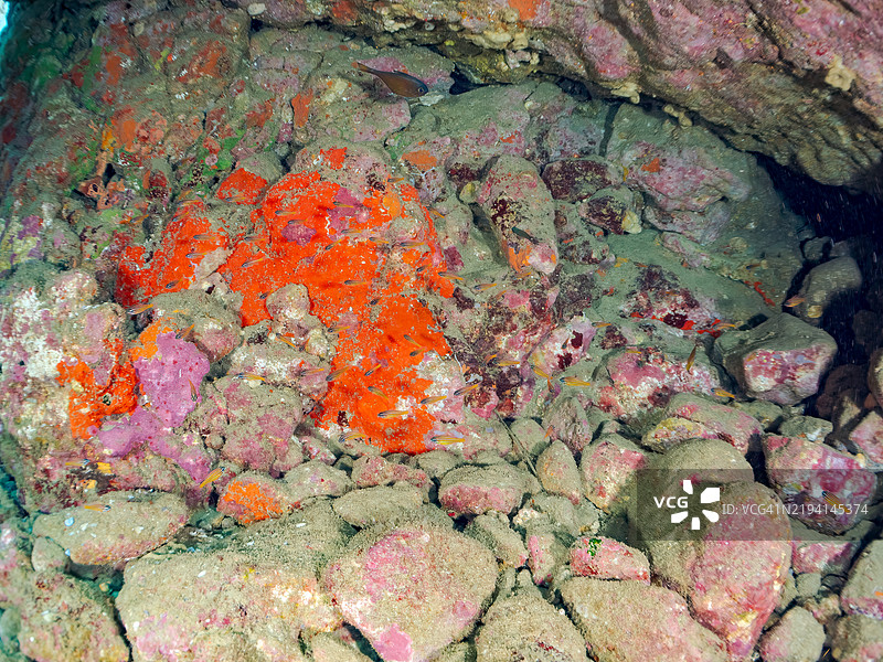 一群美丽的南方橙线红雀鱼（Ostorhinchus properuptus）幼鱼和其他幼鱼。静冈县伊豆半岛南伊豆町的平藏滨海滩 - 2024年。图片素材