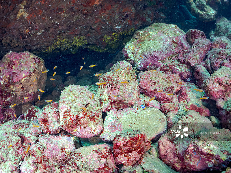 一群美丽的南方橙线红雀鱼（Ostorhinchus properuptus）幼鱼和其他幼鱼。静冈县南伊豆伊豆半岛的平藏滨海滩 - 2024年。图片素材