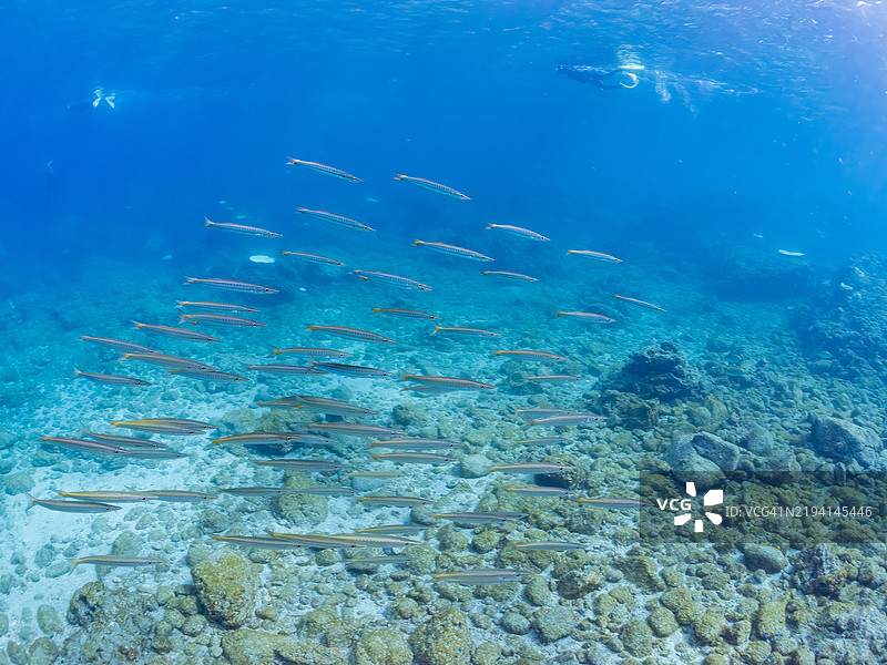 一群黄尾梭鱼（Sphyraena obtusata）及其他鱼类。静冈县南伊豆町的平藏滨海滩 - 2024年。图片素材