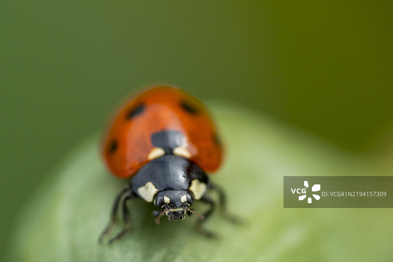 红色的瓢虫带有黑色斑点图片素材
