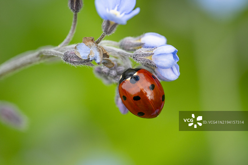 红色的瓢虫带有黑色斑点图片素材
