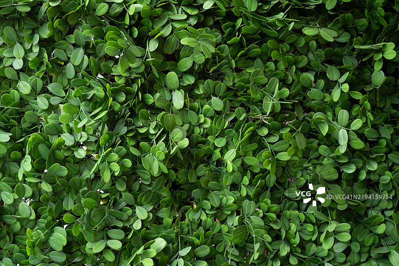 建筑外墙上的人造植物叶塑料面板图片素材