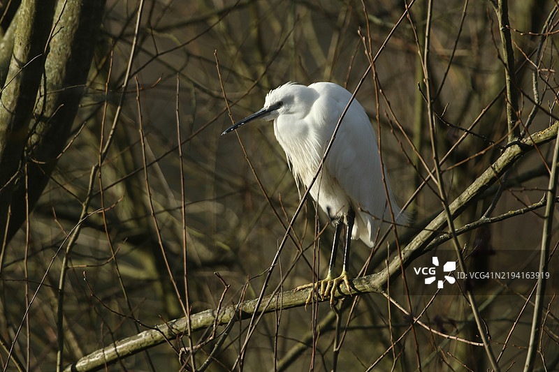 一只美丽的小白鹭（Egretta garzetta）栖息在树上。图片素材